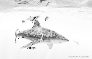 Oceanic Whitetip Shark 
Off the coast of Cat Island, Bah... by Ken Kiefer 